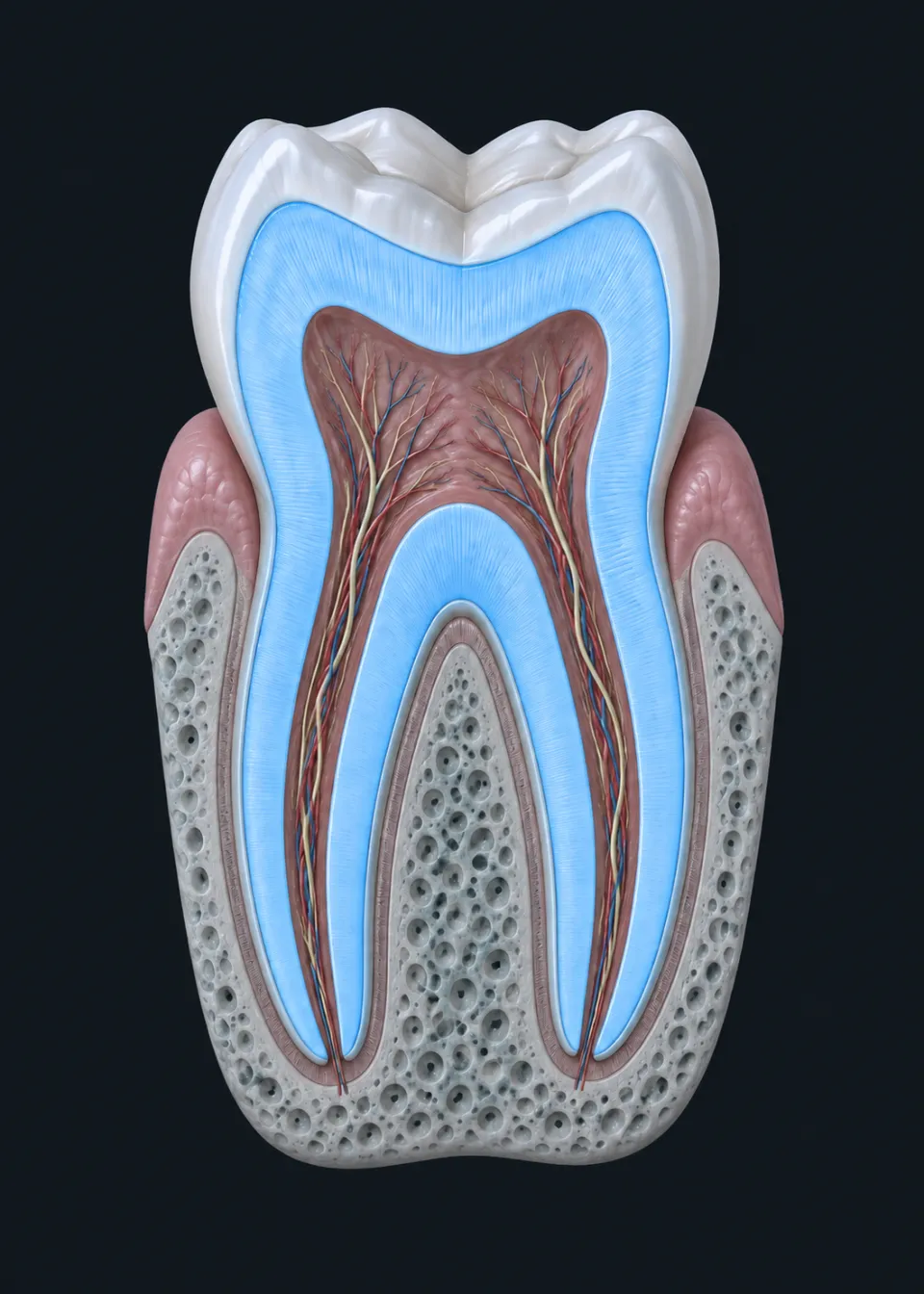 KI-generierte Illustration: aufgeschnittener Backenzahn, das Dentin unter dem Schmelz ist blau hervorgehoben.