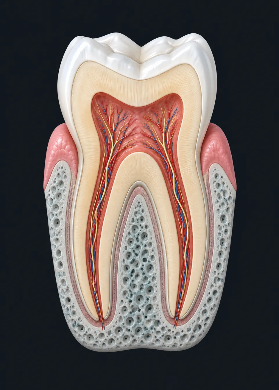 KI-generierte Illustration: aufgeschnittener Backenzahn mit Zahnschmelz, Dentin und Pulpa, umgeben von Zahnfleisch und Kieferknochen.